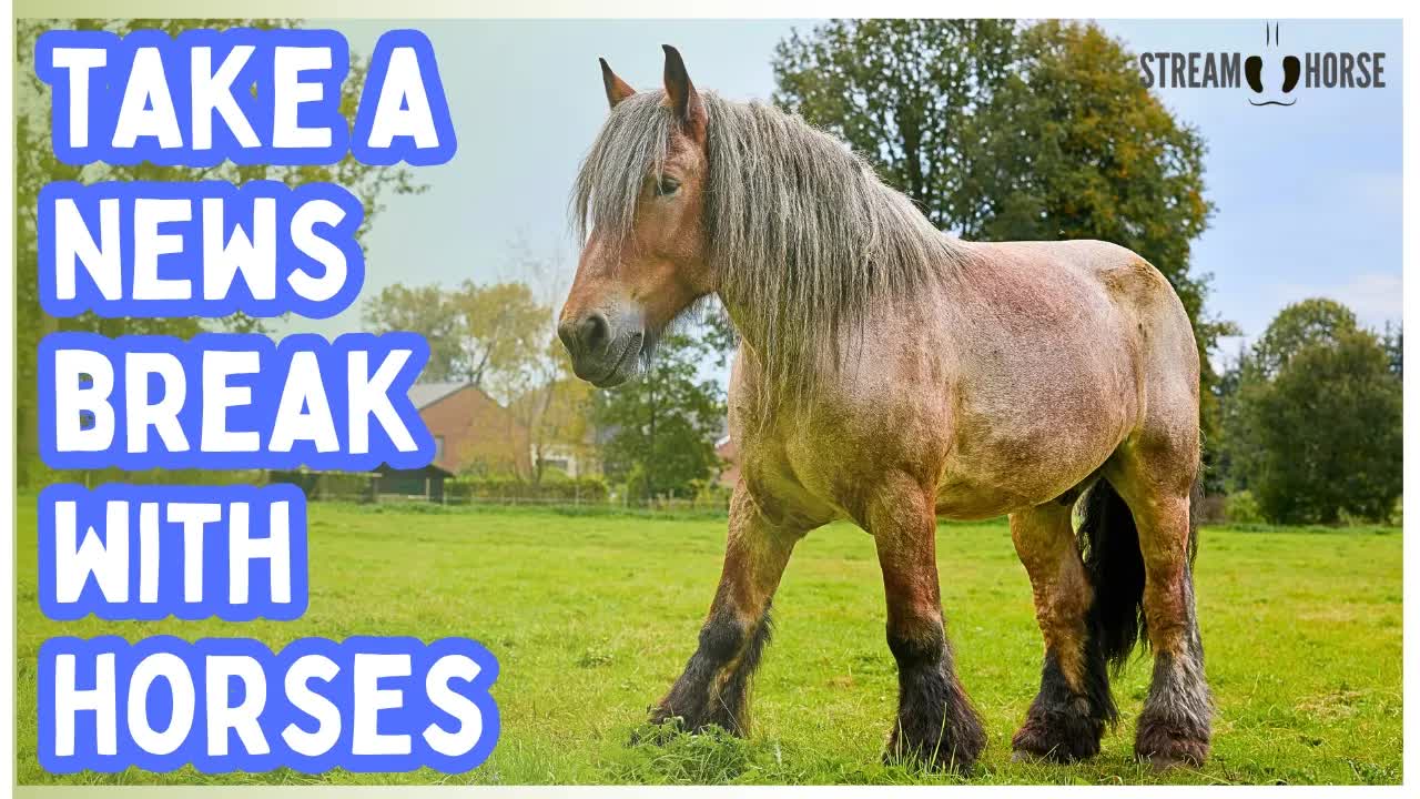 Relaxing Horse Video for Stress Relief (20 Minutes) 🐎✨ Calming Equine & Nature Therapy