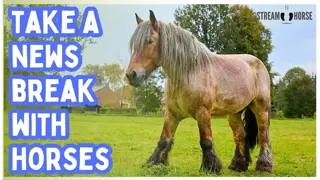 Relaxing Horse Video for Stress Relief (20 Minutes) 🐎✨ Calming Equine & Nature Therapy
