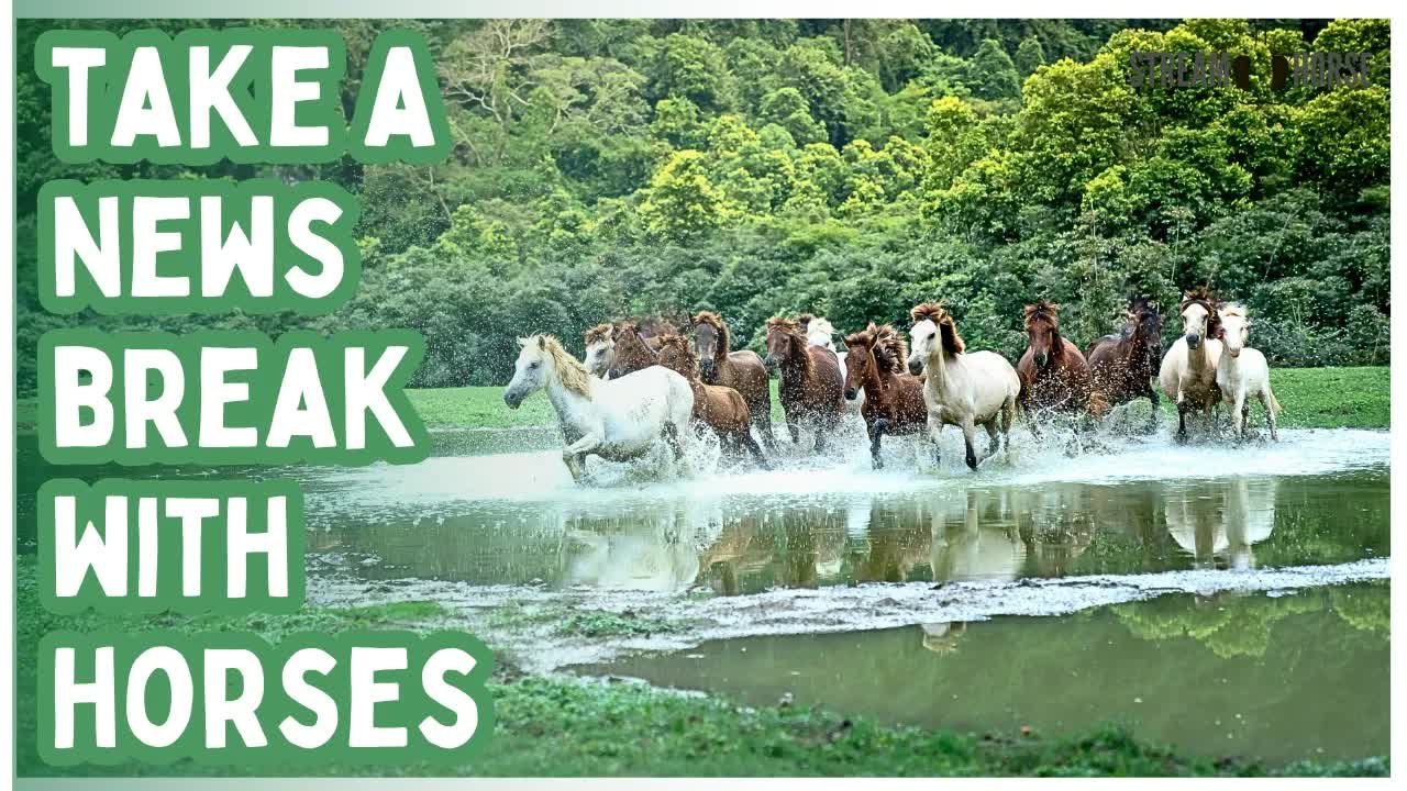 20 Min Relaxing Horse Therapy 🐴🥰 Stress Relief & Anxiety Calm