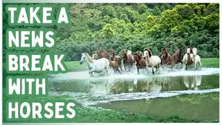 20 Min Relaxing Horse Therapy 🐴🥰 Stress Relief & Anxiety Calm
