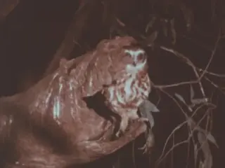 Animals Of Australia (1979)