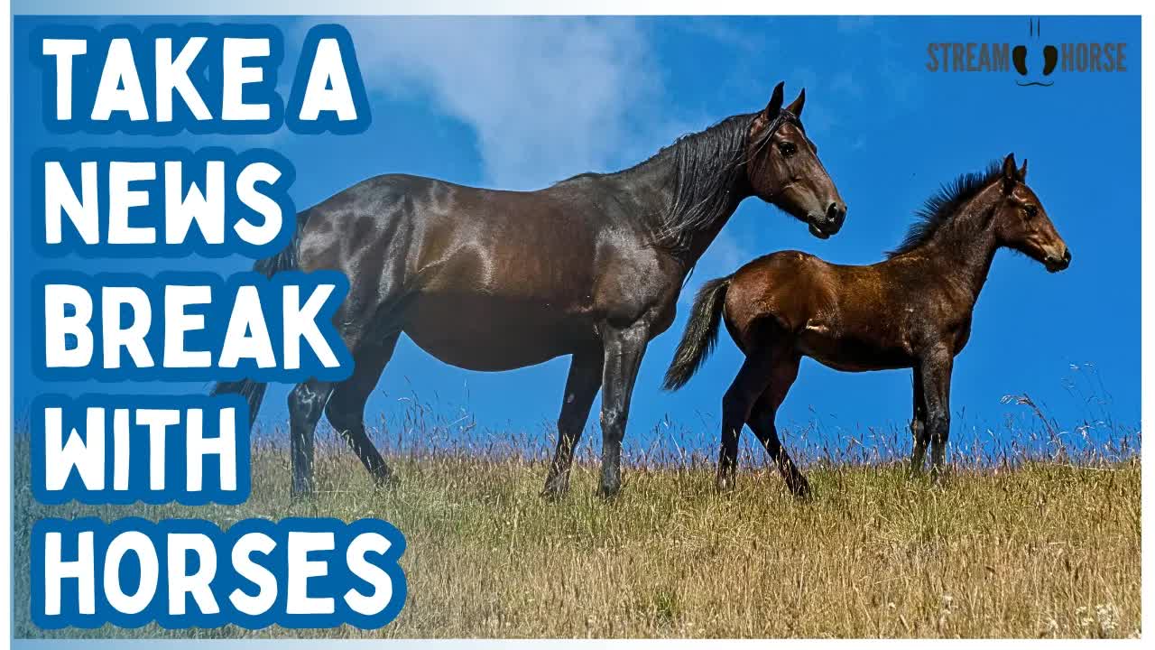 Calming Horse & Nature Sounds for Stress Relief & Anxiety 🐎 20 Minutes of Relaxing