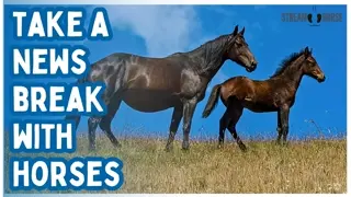 Calming Horse & Nature Sounds for Stress Relief & Anxiety 🐎 20 Minutes of Relaxing