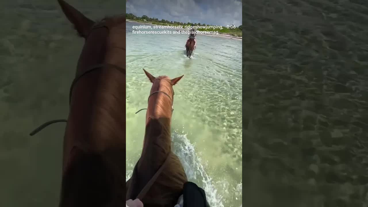Equestrians have two different types of “mustangs,” but the vibes are the same 🐎🐎🐎