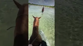 Equestrians have two different types of “mustangs,” but the vibes are the same 🐎🐎🐎