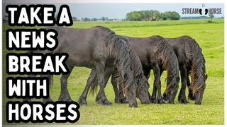20 Minutes of Relaxing Horses 🐎😁 Healing Nature Sounds for Anxiety & Stress Relief