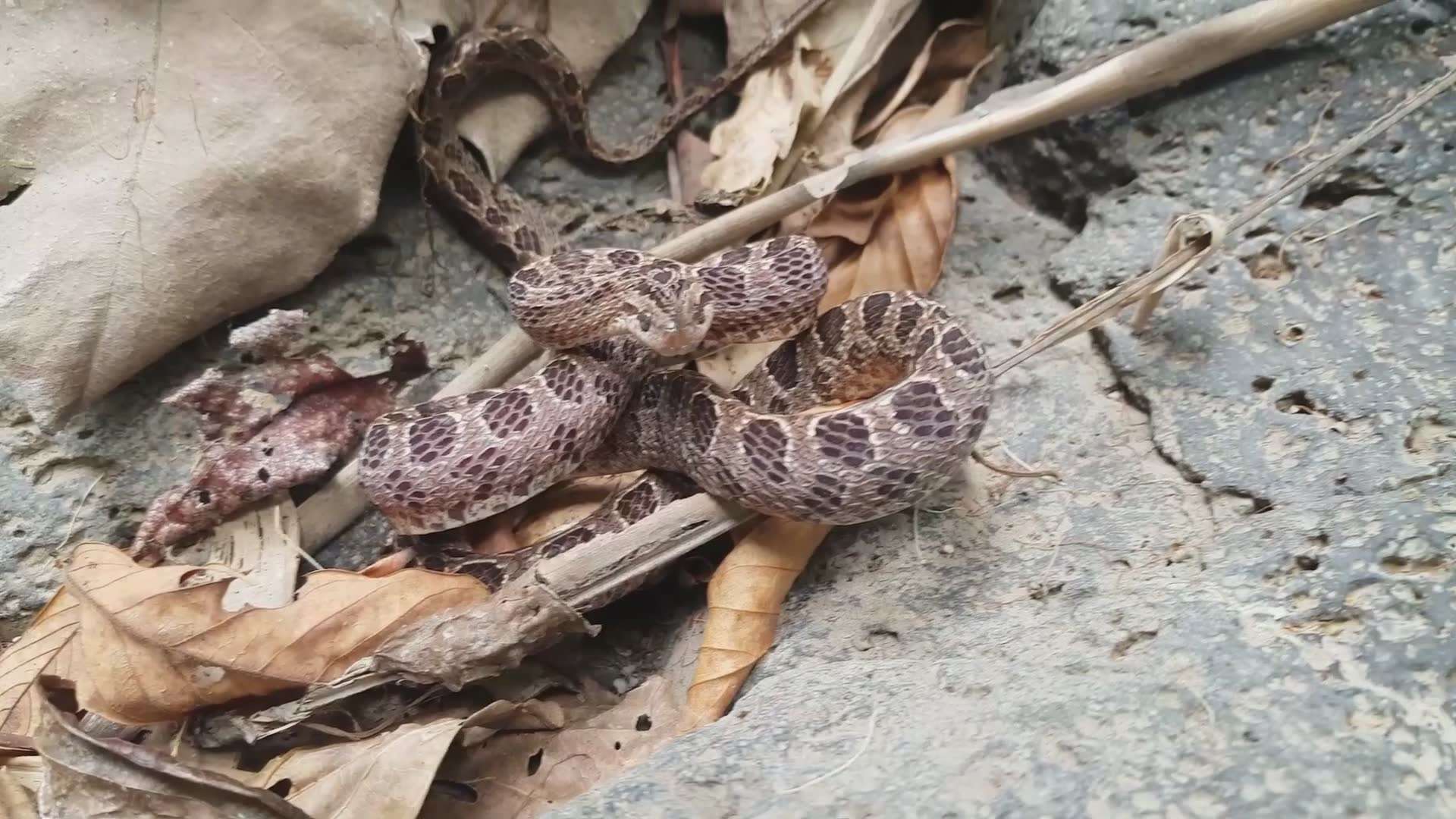 Snake | Is it venomous Wild snakes herping reptiles
