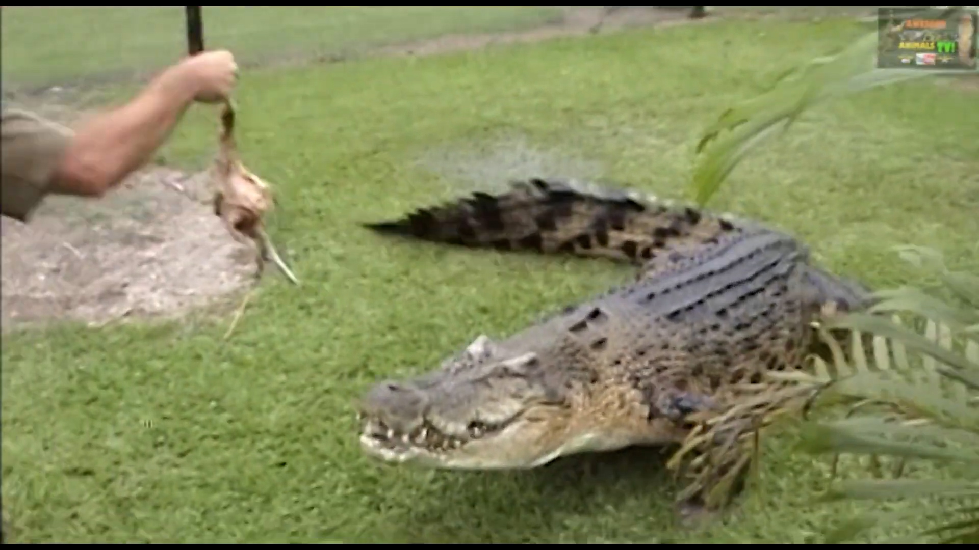Man vs monster crocodile | Up close and dangerous