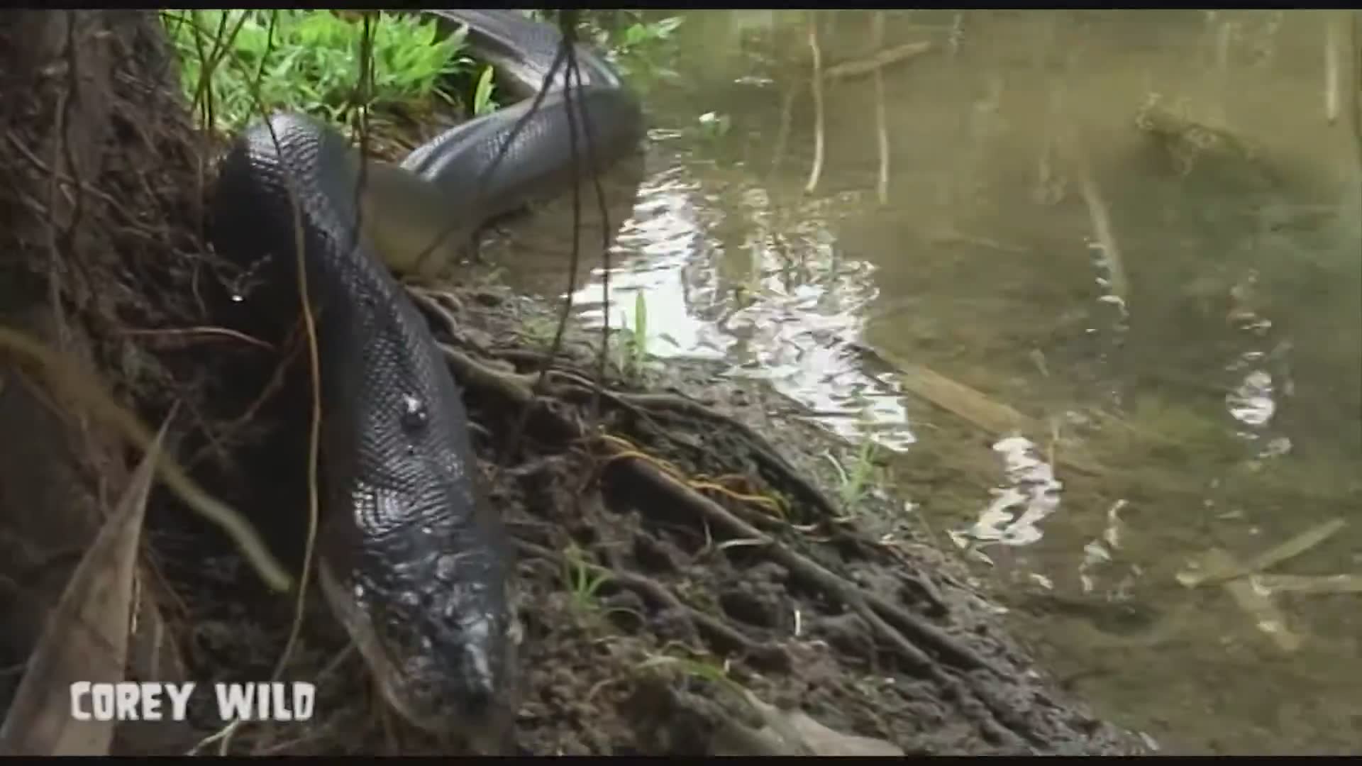 Top 10 snakes