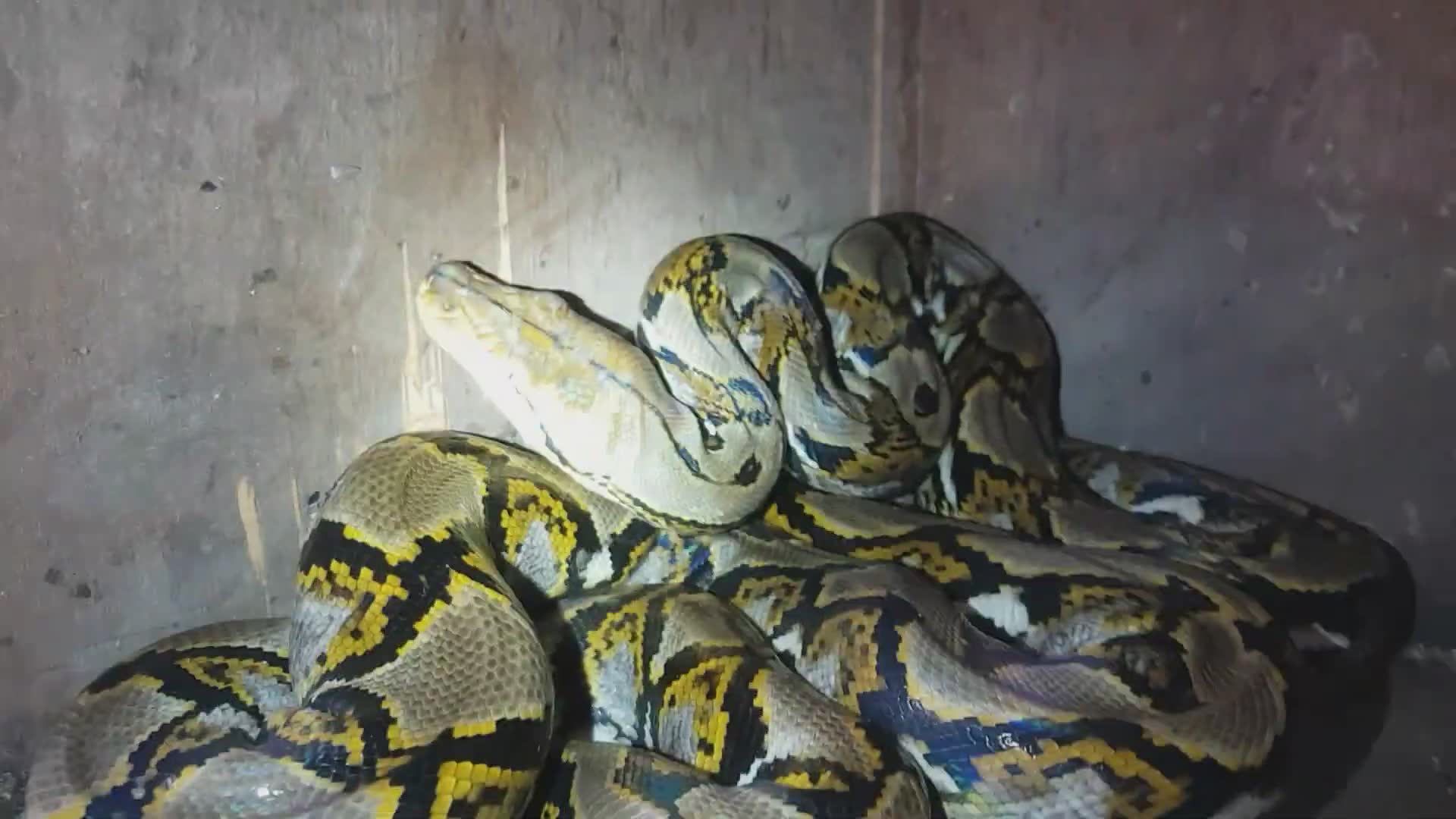 Snake bite danger | Huge serpent strikes the camera