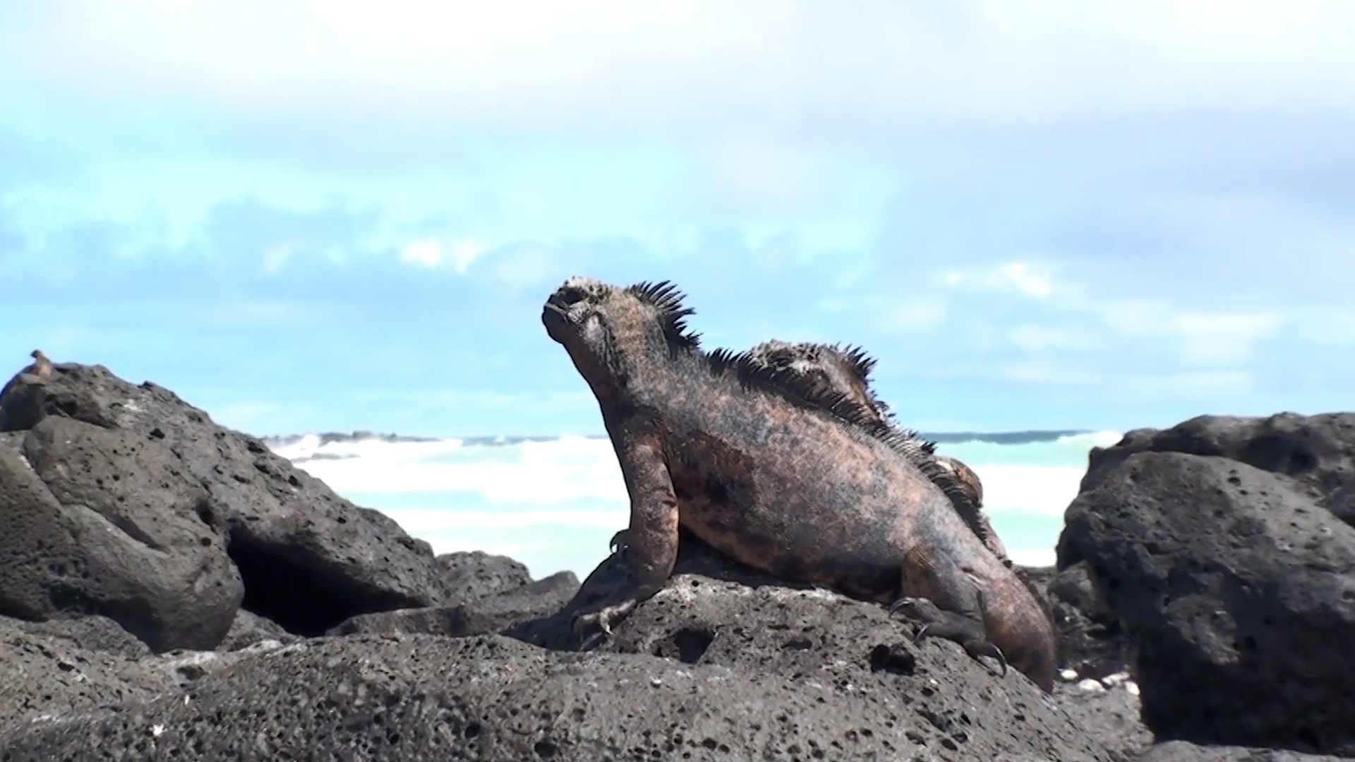 Wild Galapagos | The islands of giant tortoises and iguanas