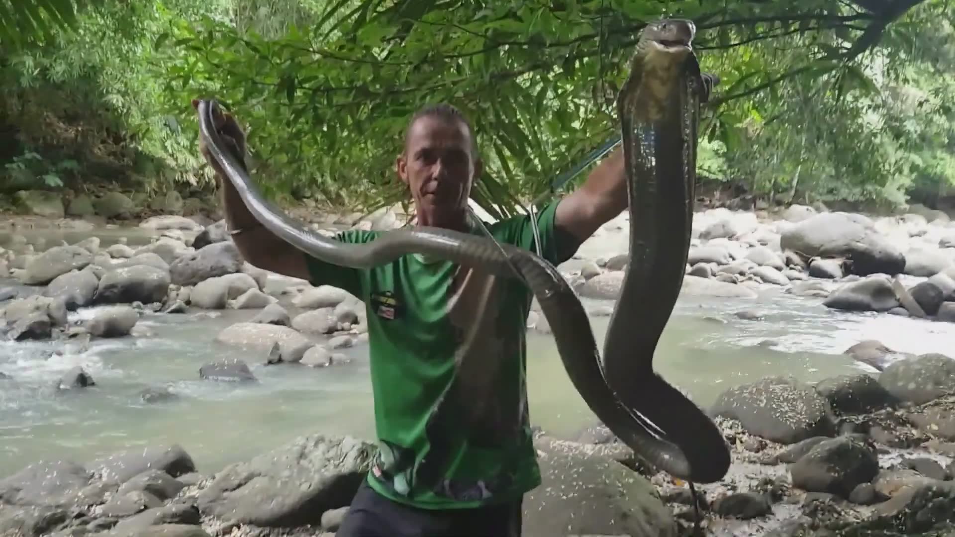 Encountering the world's largest venomous snake