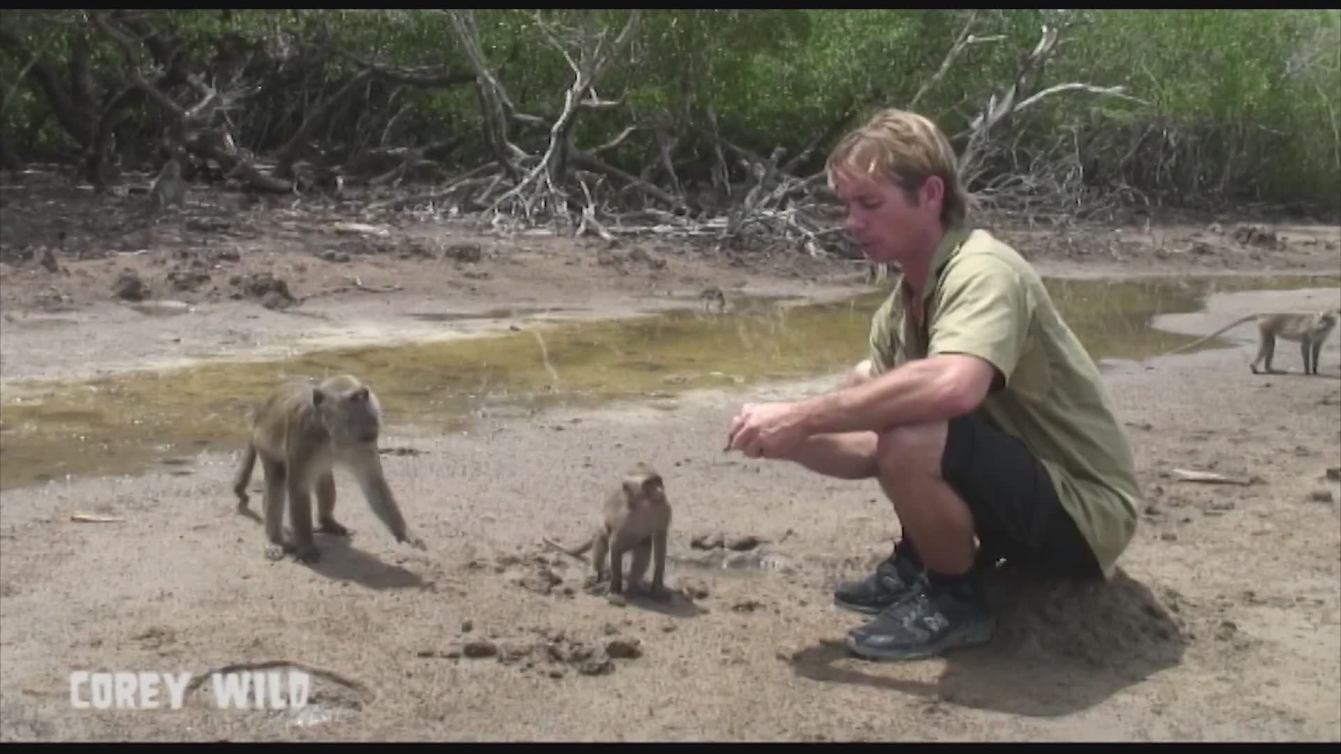 Komodo dragon vs monkey | Deadly predator stalks its prey