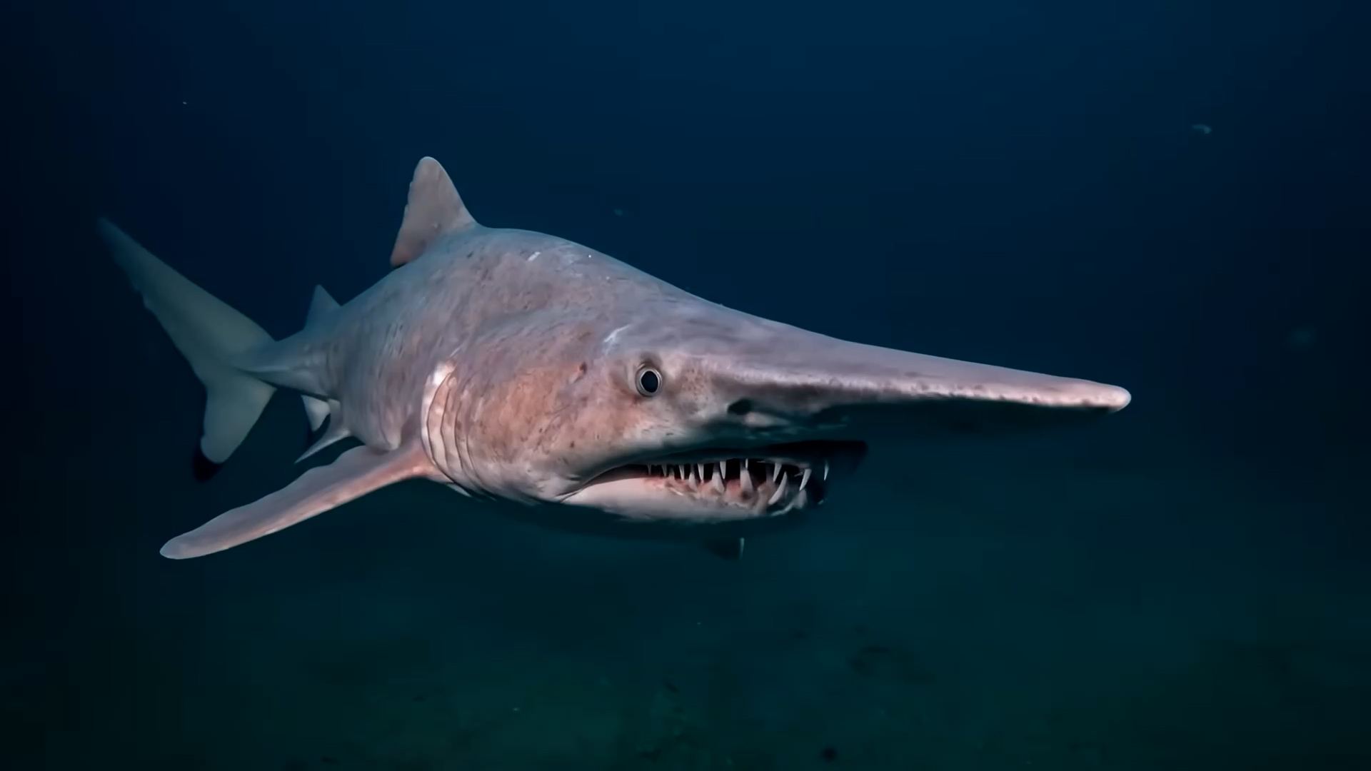 Terrifying animals pulled from ocean depths nothing should survive