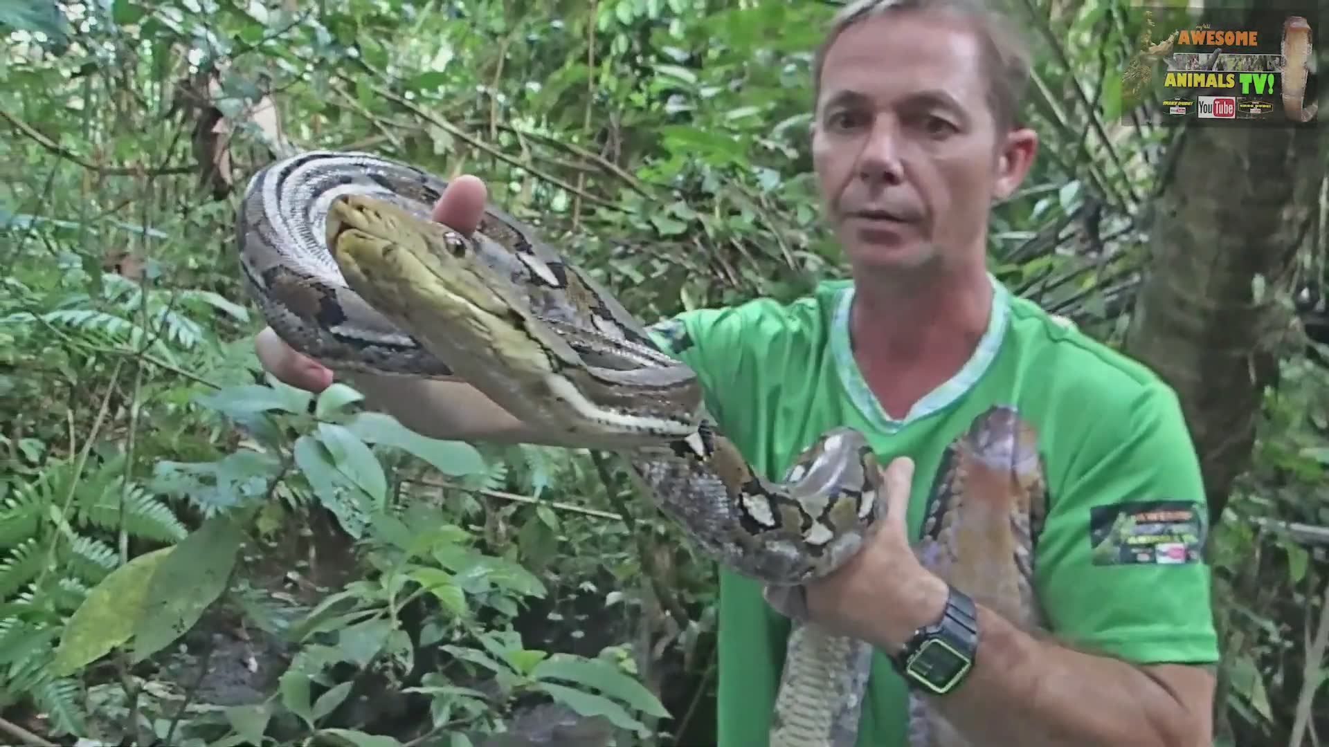 World's largest snake species eat villager's pet chicken | Biggest snakes