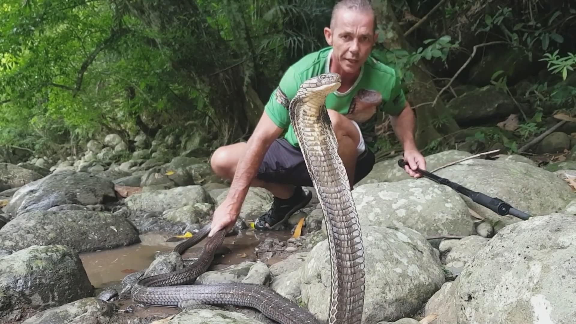 King cobra snake encounters with snake man | Caught on camera