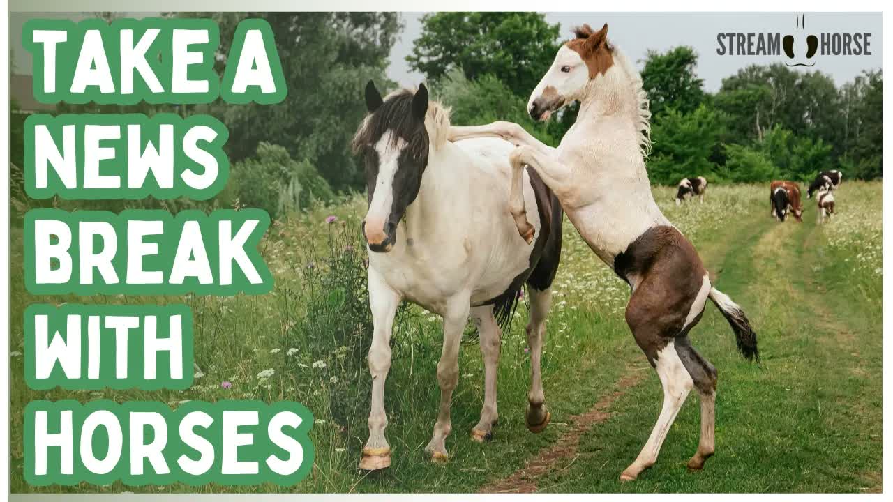 Fun & Relaxing Horse Compilation 📱➡️ Stop Doomscrolling (20 Mins)