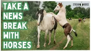 Fun & Relaxing Horse Compilation 📱➡️ Stop Doomscrolling (20 Mins)
