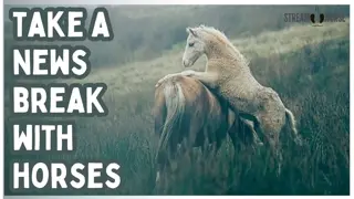 Cute and Relaxing Horse Videos 🐴😍 20 Minutes of Cute Horses & Ponies