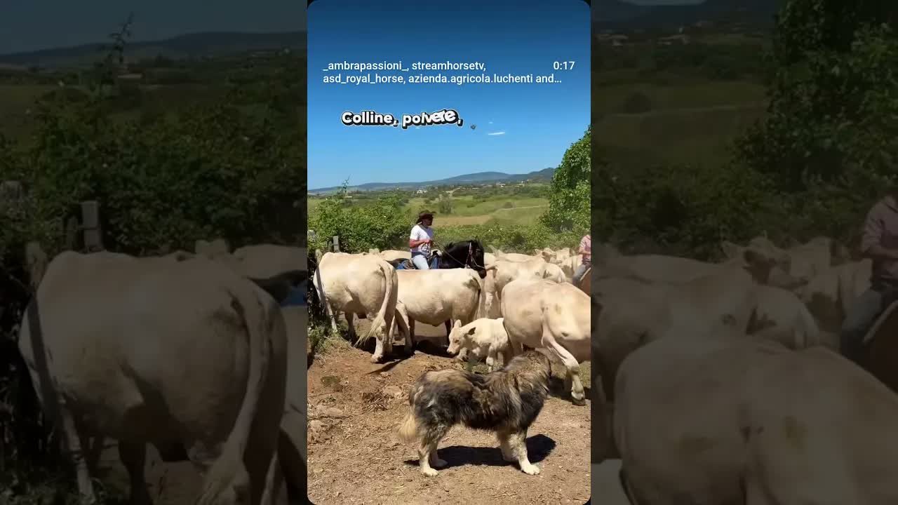🤠🐎 A true COWBOY day... in Italy! No, we're not in Wyoming. We're in Cerveteri.