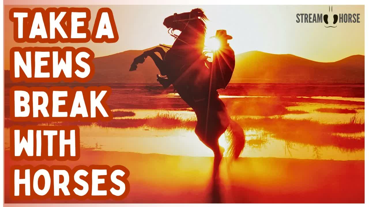 Relaxing Horse Compilation 🐴🥰 20 Minutes of Funny & Cute Horses for Stress Relief
