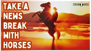 Relaxing Horse Compilation 🐴🥰 20 Minutes of Funny & Cute Horses for Stress Relief
