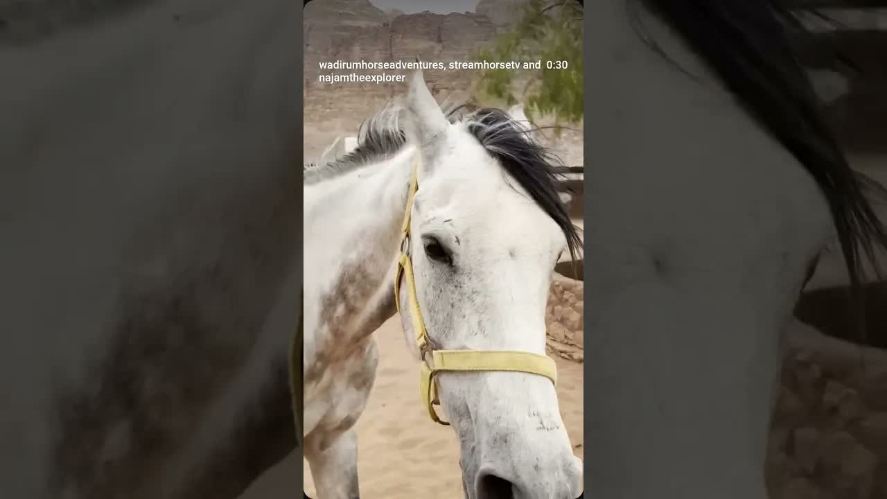 A bit of wind brings some action among the horses. 🌬️🐴