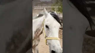 A bit of wind brings some action among the horses. 🌬️🐴