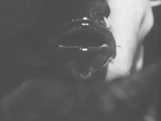 The Fighting Small-Mouth