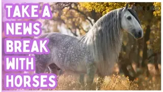 20 Minutes of Relaxing Horses 🐎🌿 Stress Relief & Calming Animal ASMR