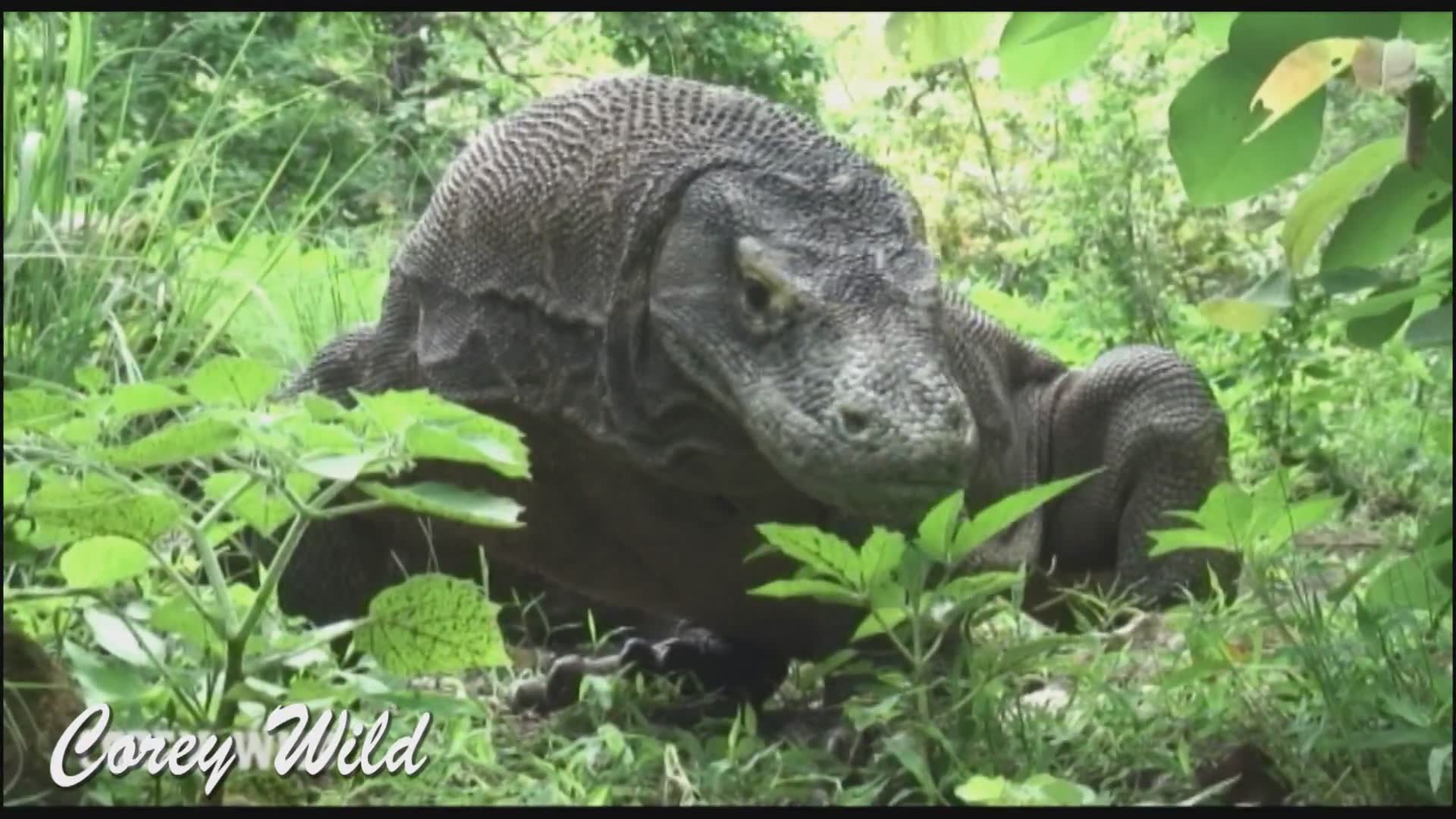 King cobra bites, crocodile attacks, catch and cook with many more wildlife adventurers | Caught on camera