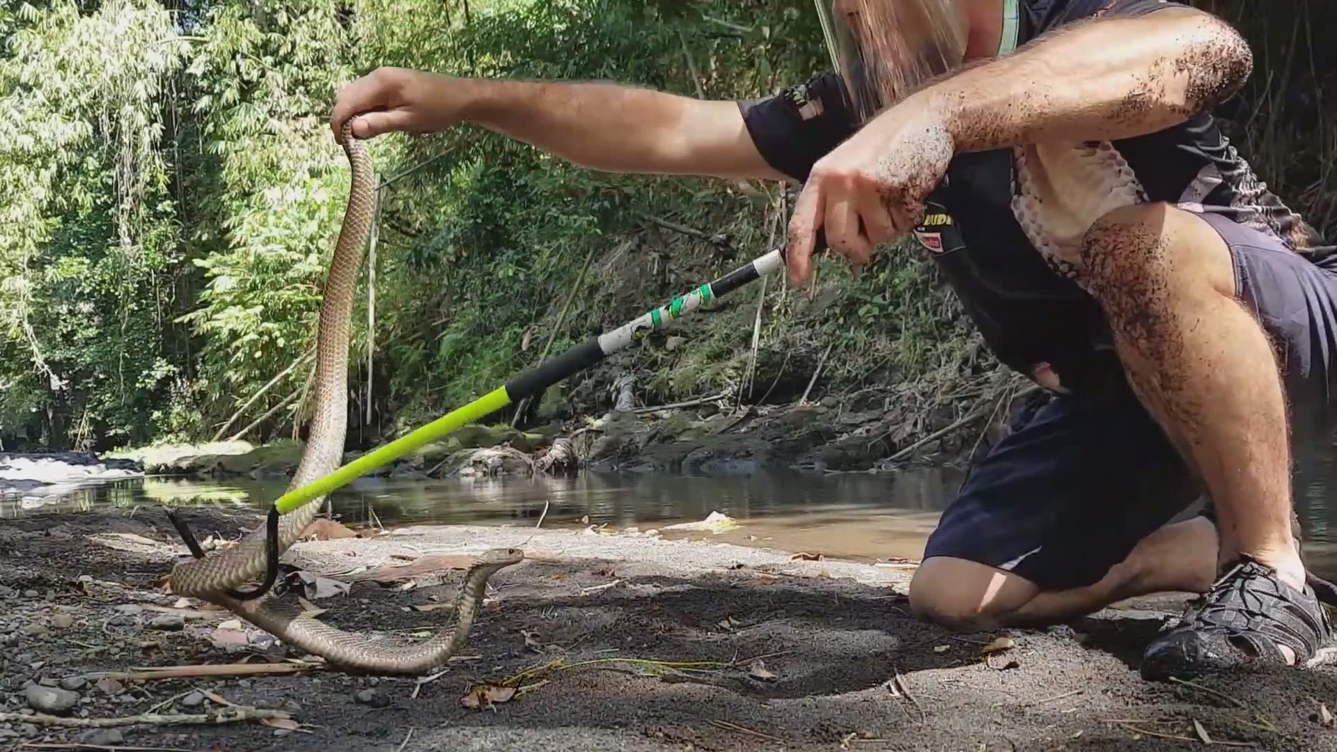 Top 10 deadly snakes | Caught on camera