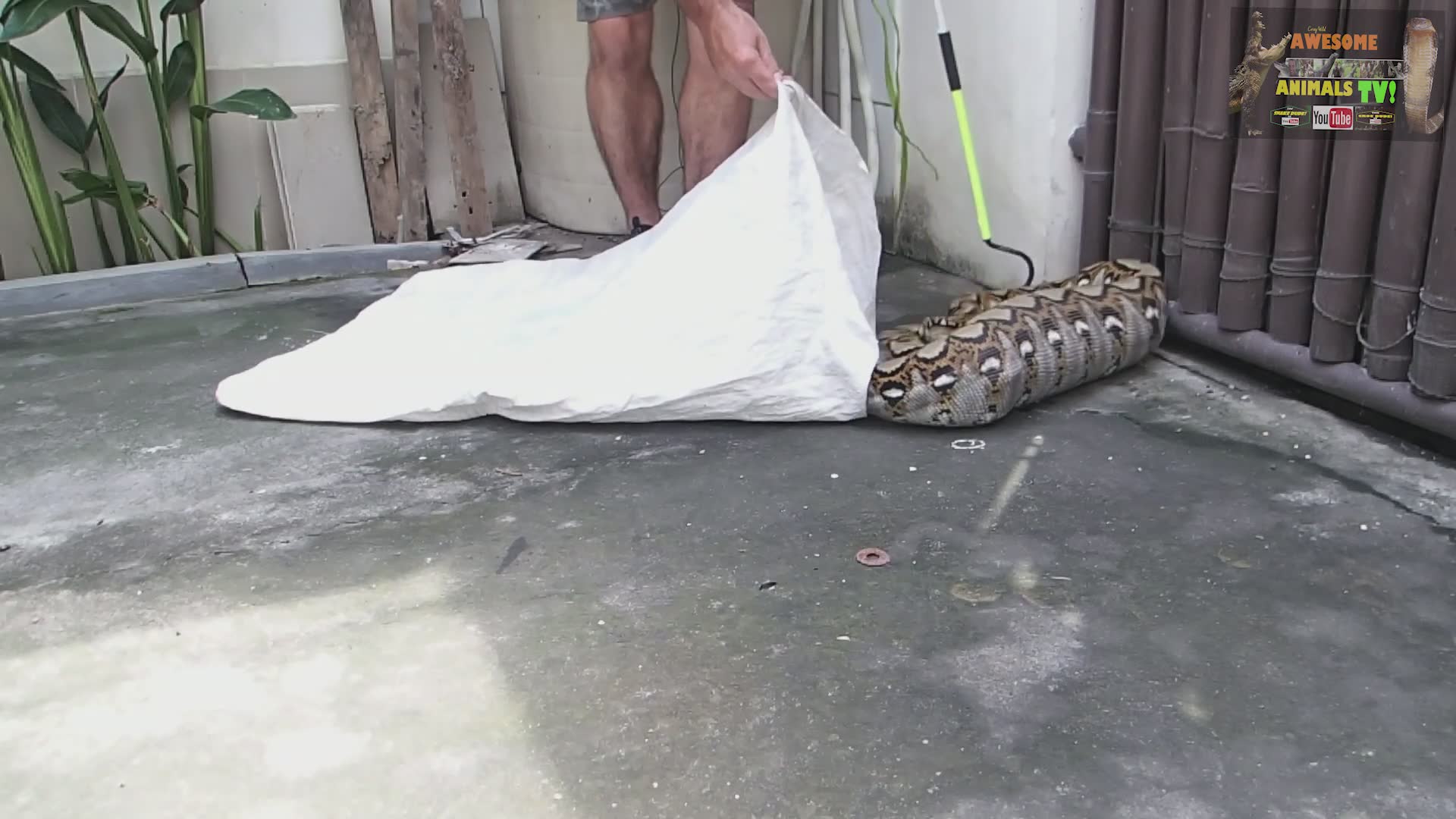 Snake city showdown | Giant python vs cat encounter