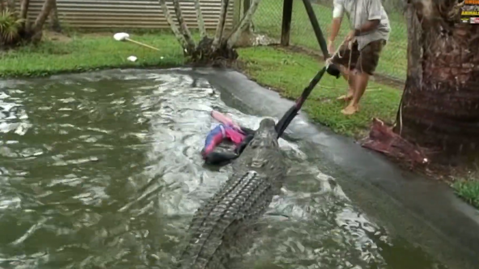 Crocodile wrestling gone wild | Huge croc fights back