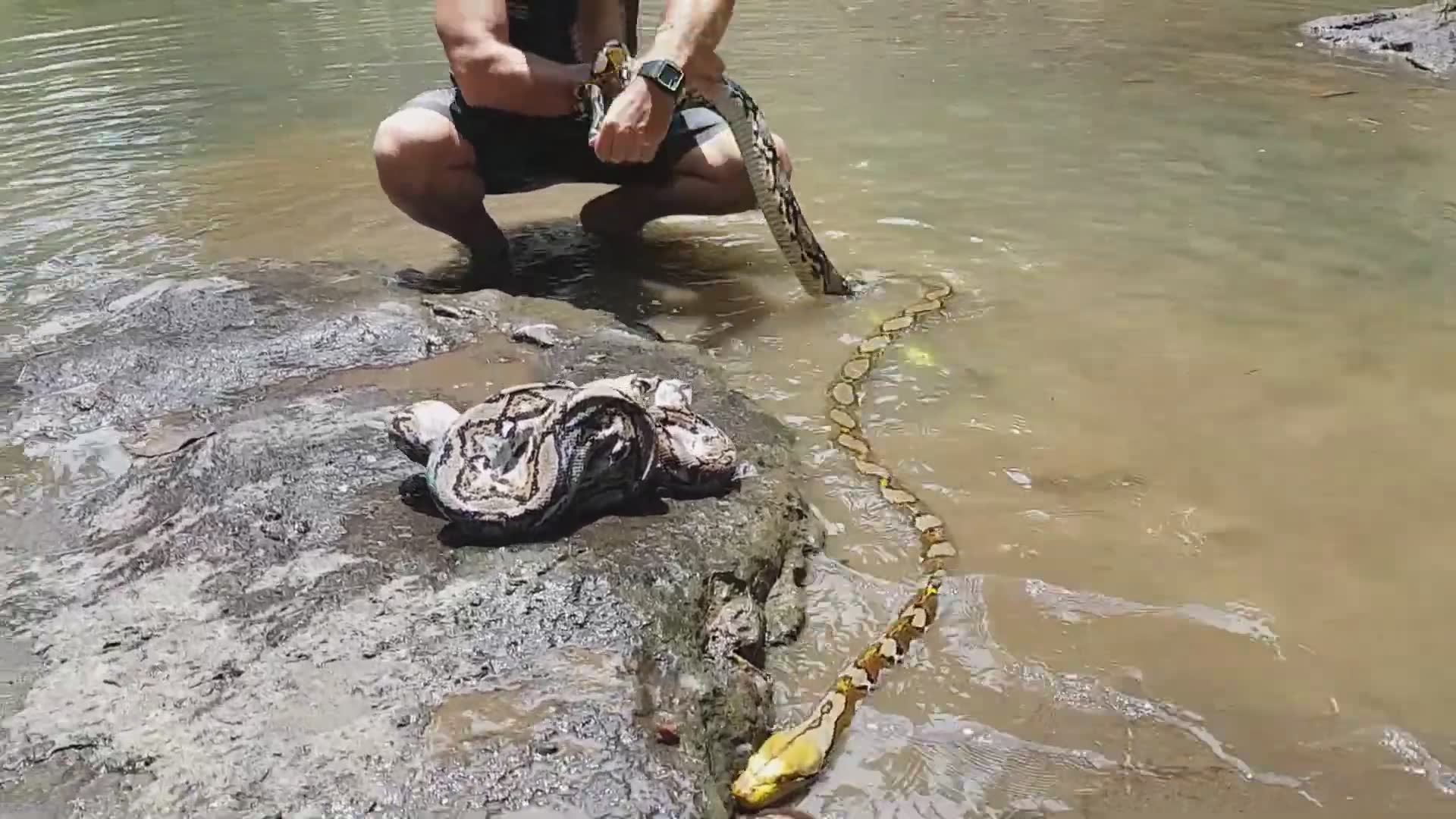 Snake bite goes wrong | Giant serpent strikes without warning