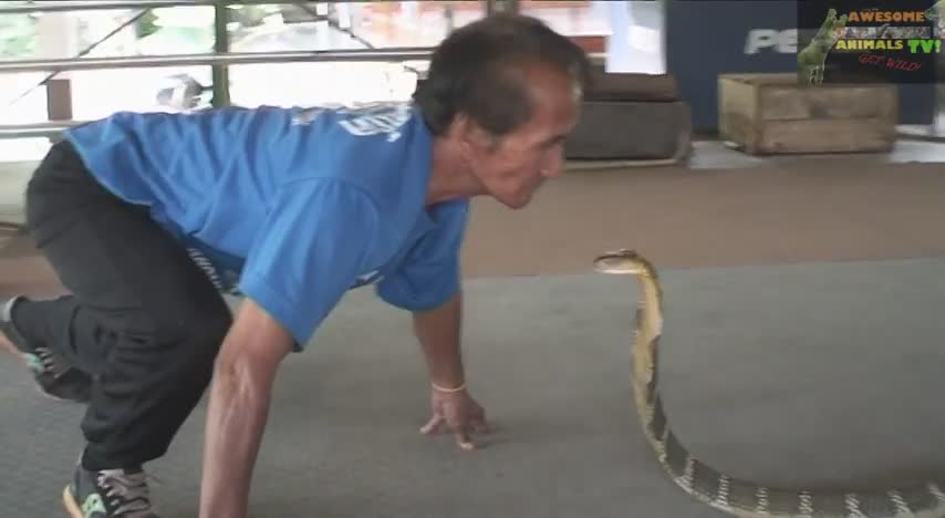 Crazy king cobra village in Thailand | Caught on camera