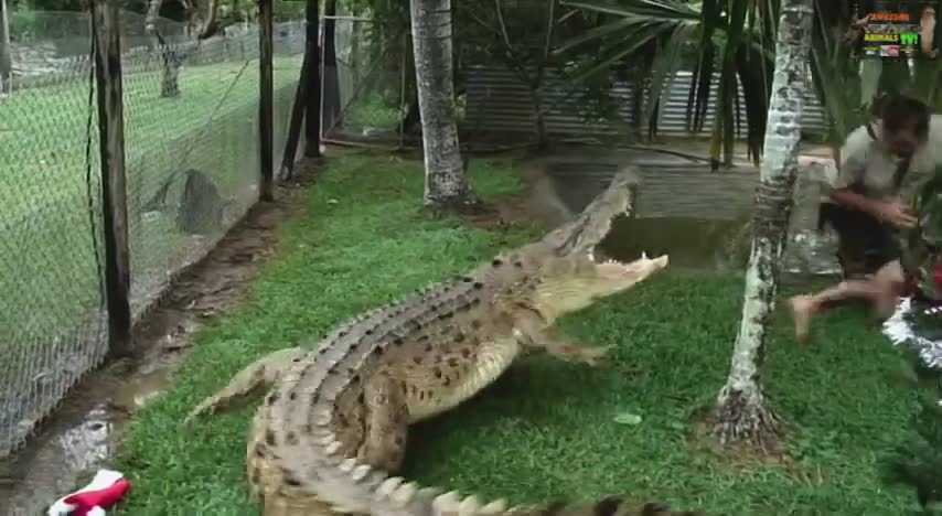 Top 10 crocodiles | Most dangerous croc attacks caught on film