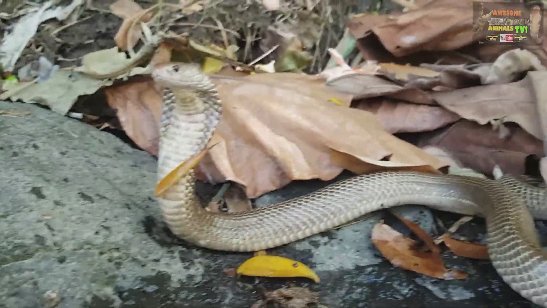 Snake man Corey Wild | Caught on camera