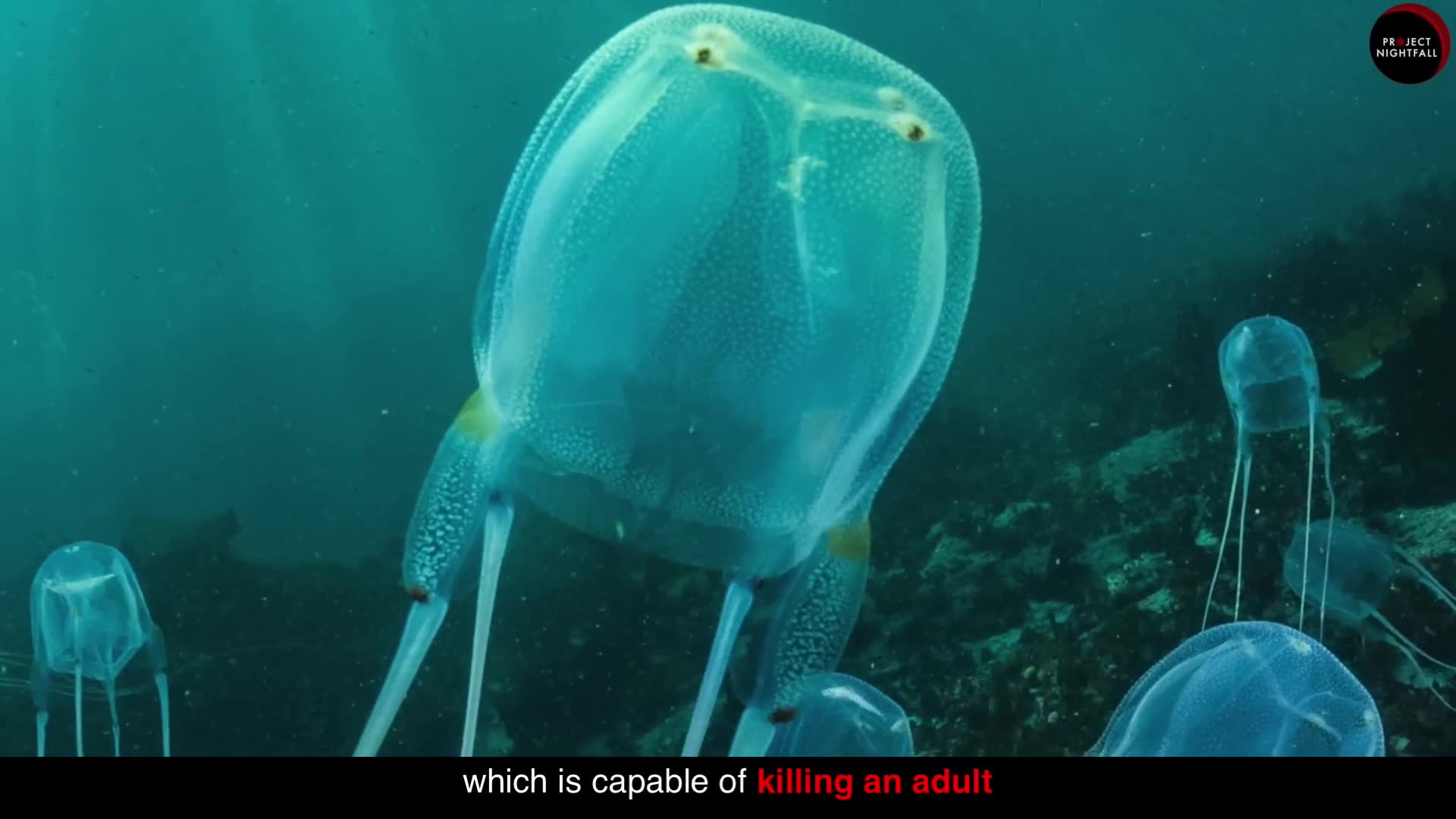 World's only immortal animal