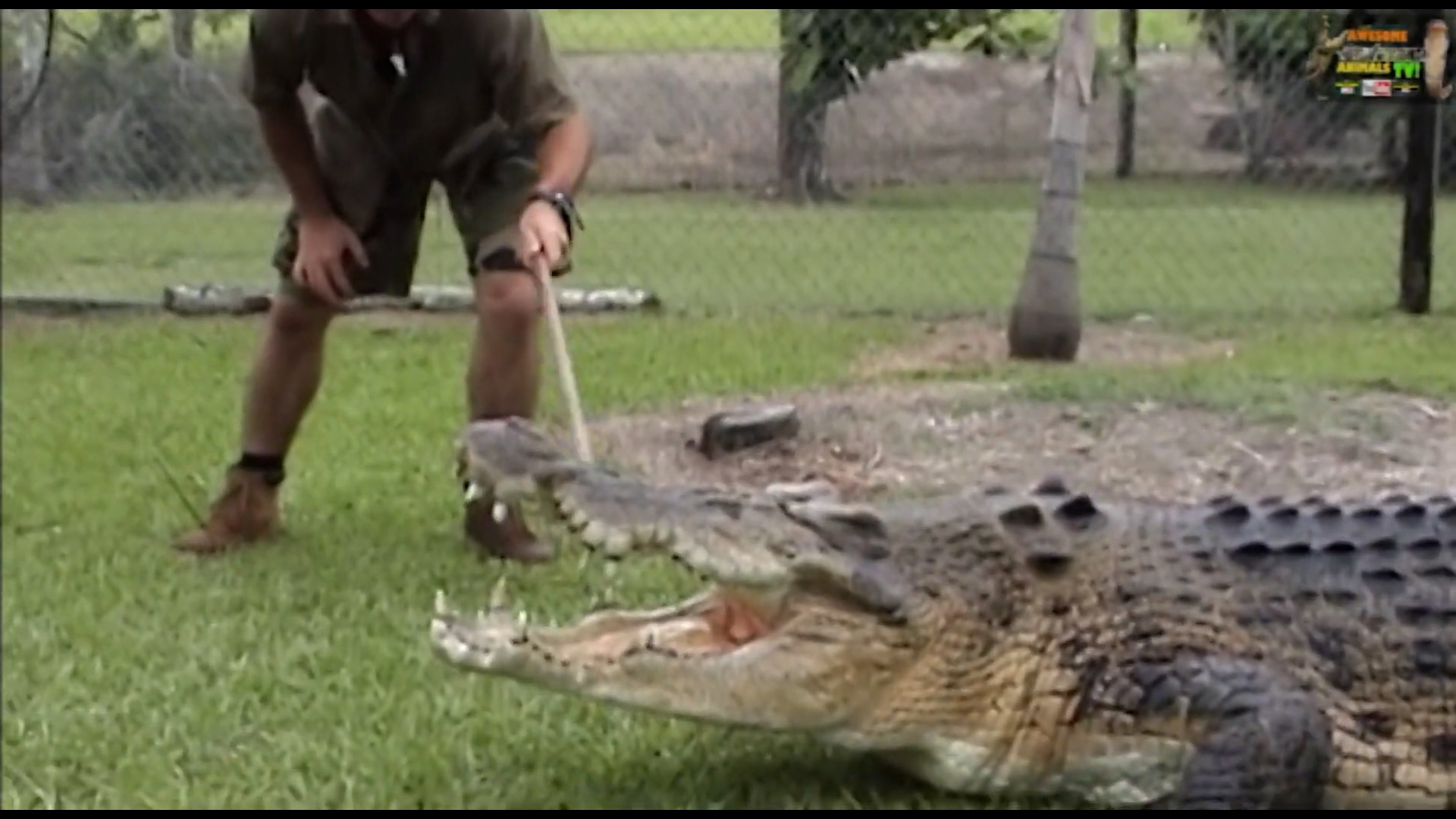 Brave man vs giant croc | Crocodile showdown in the wild
