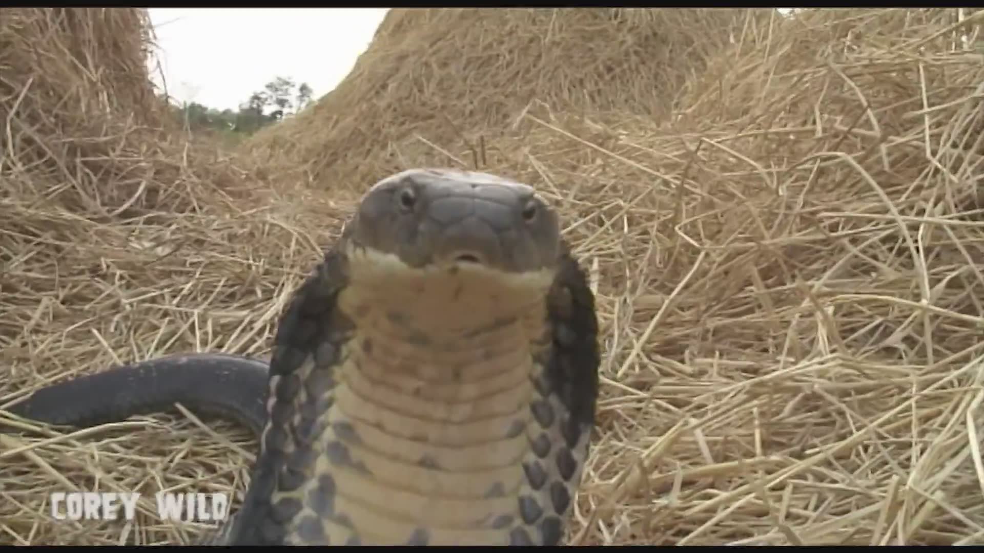 Mega king cobra | Caught on camera