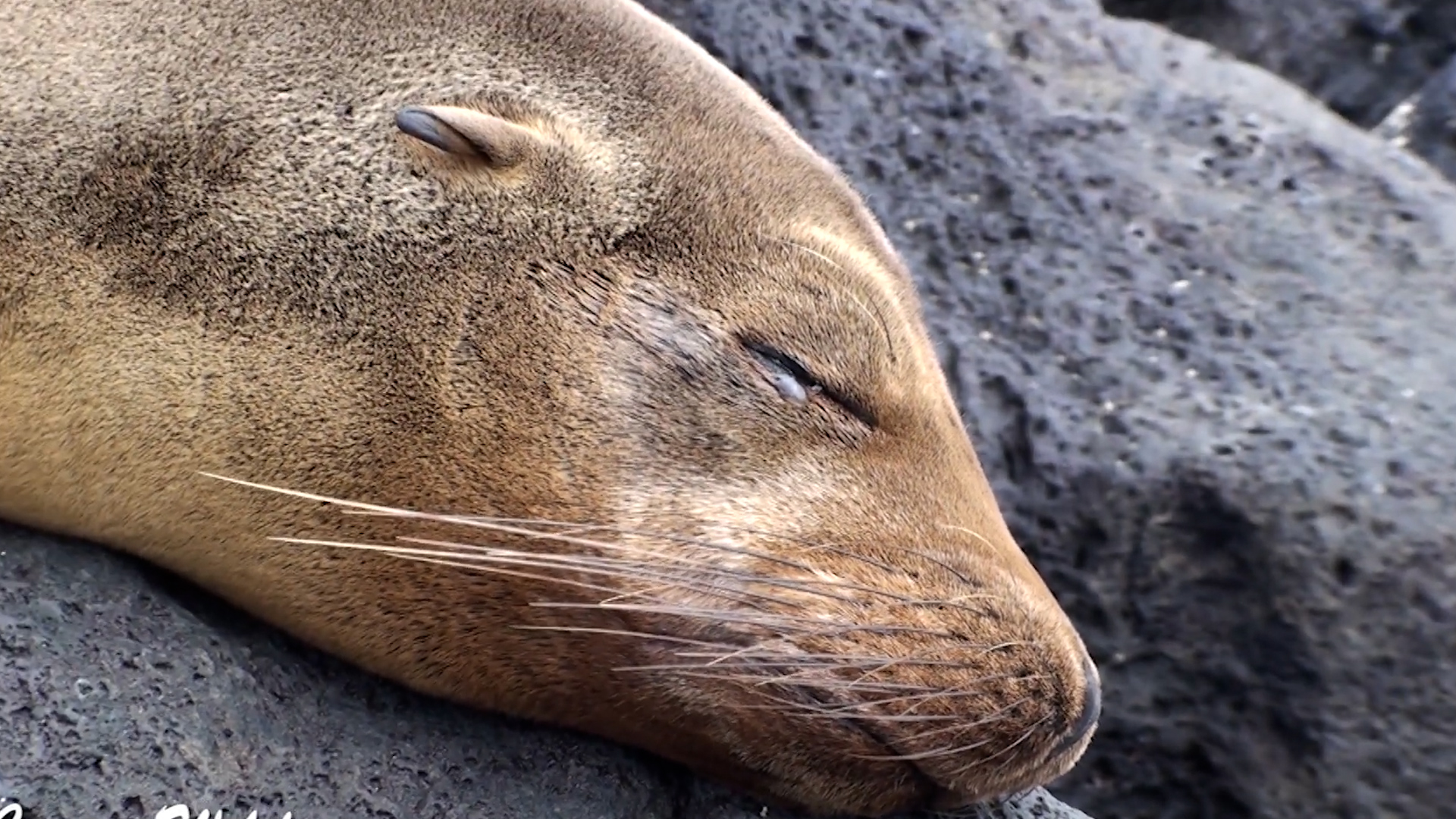 Galapagos Islands | Sea lions, giant tortoises and wild marine life