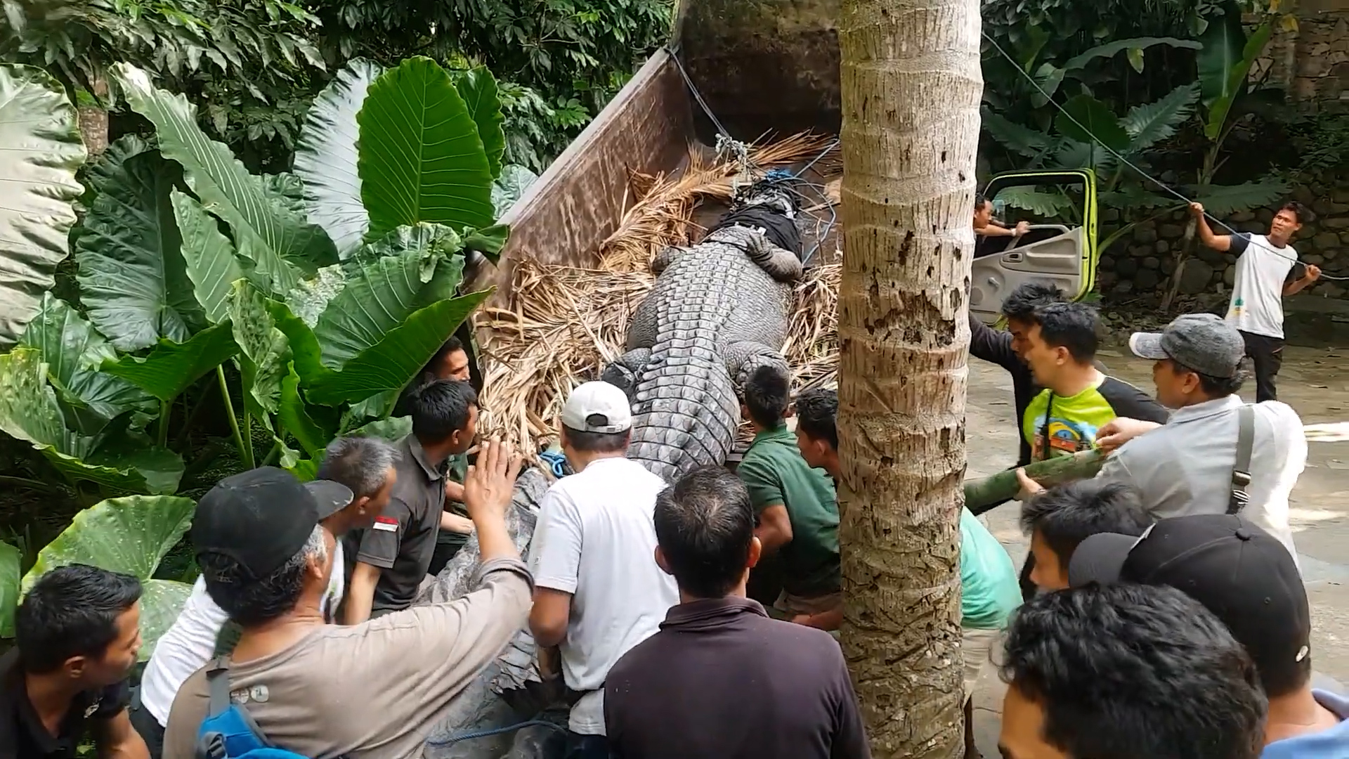 Giant man-eating crocodile | We caught the monster that ate a villager