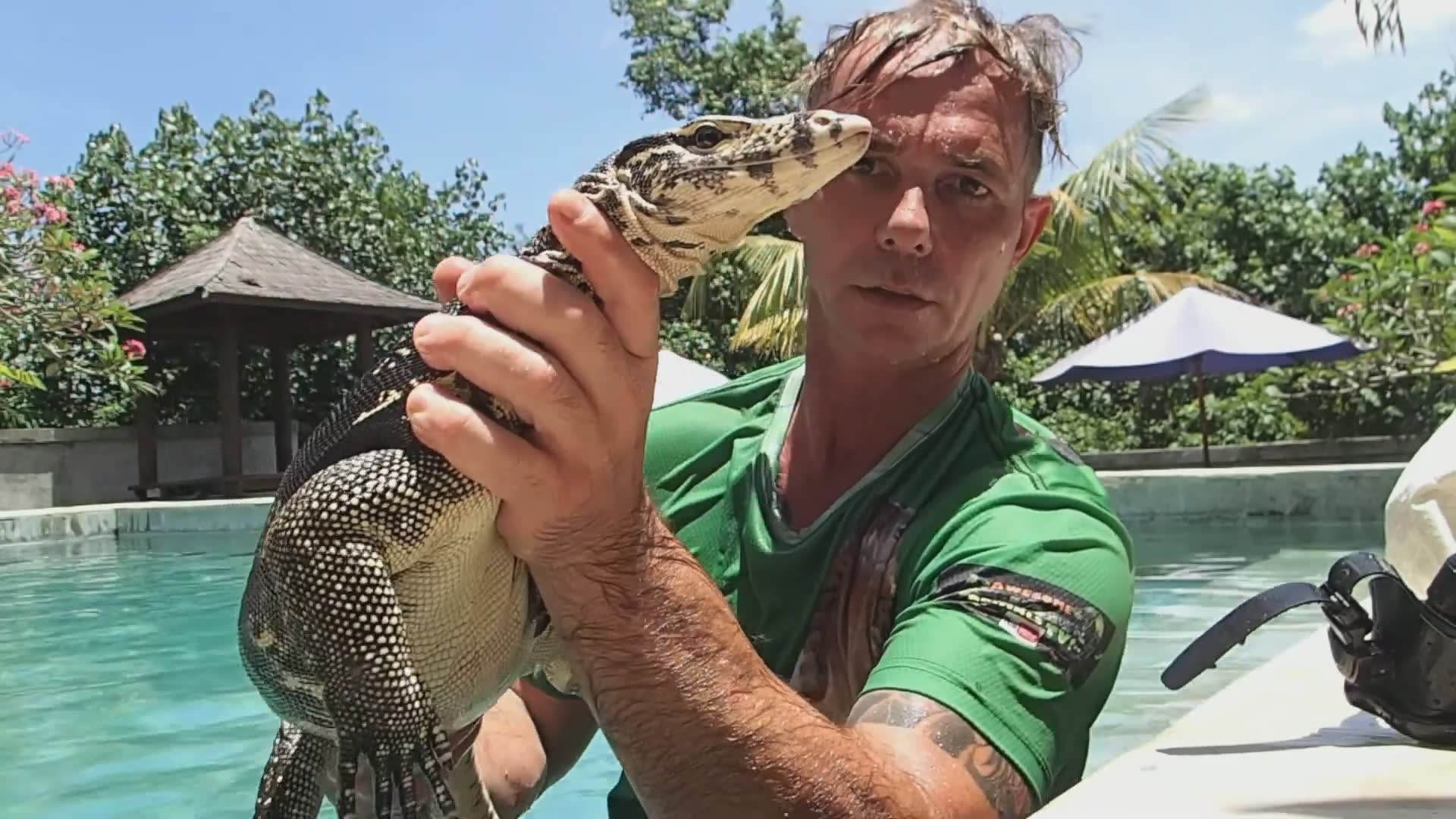 Big monitor lizard in the pool