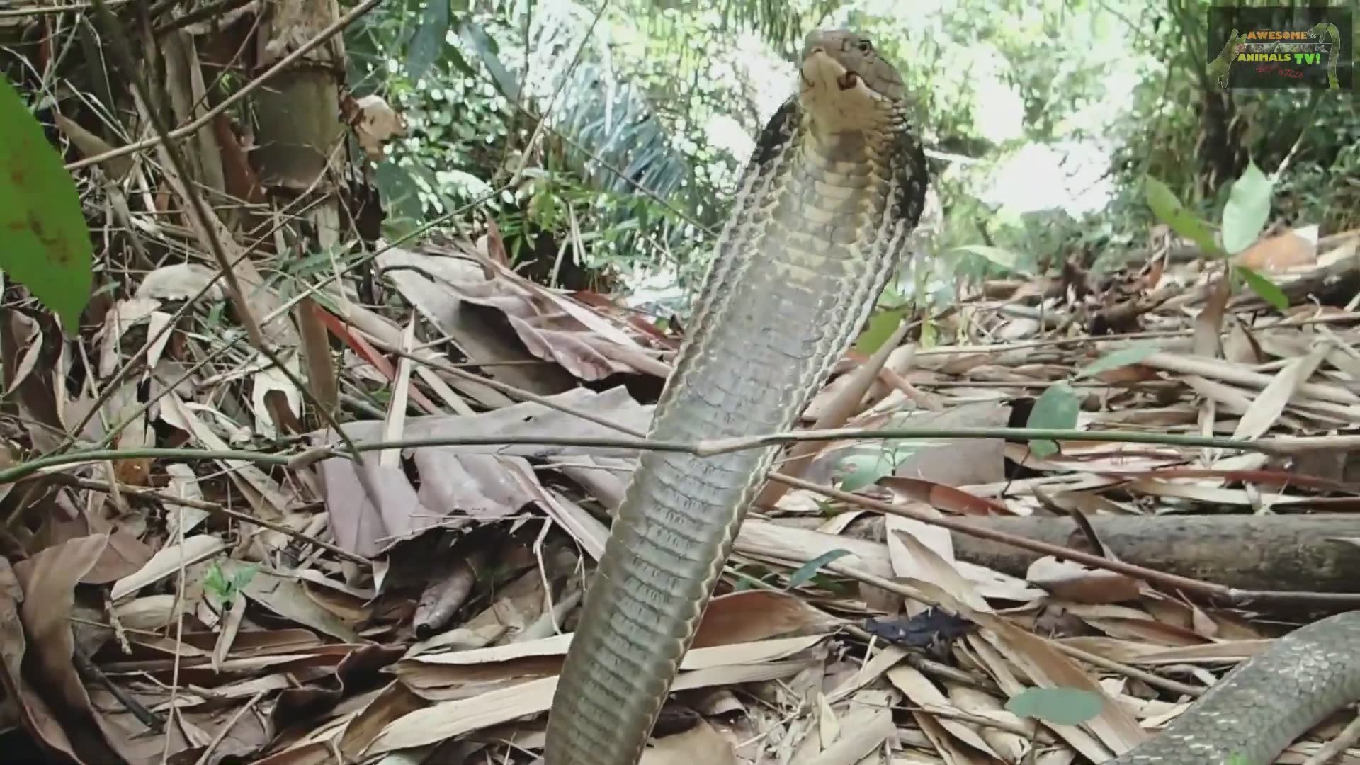 Hunting the mega king cobra | Caught on camera