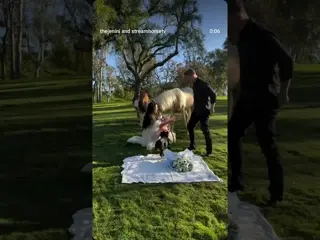 a horse girl gender reveal …!