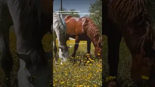 this and no phone 🐴📵