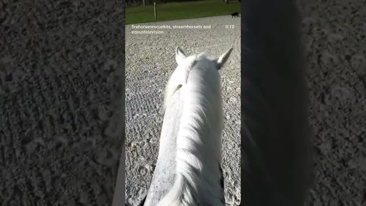 Peaceful morning lessons (and cat attacks) at our FireHorse Facility Excel Dressage 🦄🐈‍⬛🔥🐎🛡️