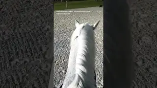 Peaceful morning lessons (and cat attacks) at our FireHorse Facility Excel Dressage 🦄🐈‍⬛🔥🐎🛡️