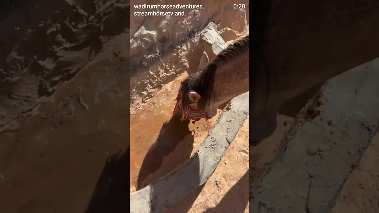 The camel did NOT sign up for this. Day 6. The last one.